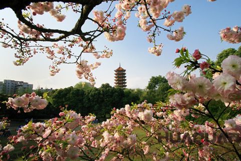 『隨華全，觀天下』 ——走進渝北