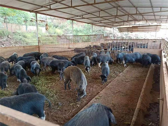 專業(yè)巡檢，熱心服務(wù)!華全發(fā)電機(jī)組助力養(yǎng)殖企業(yè)溫暖過冬!