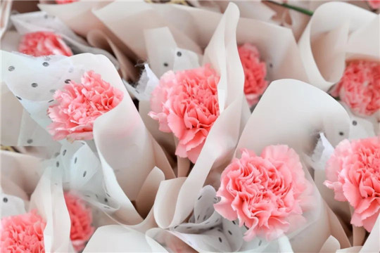 美麗的康乃馨-華全母親節禮物